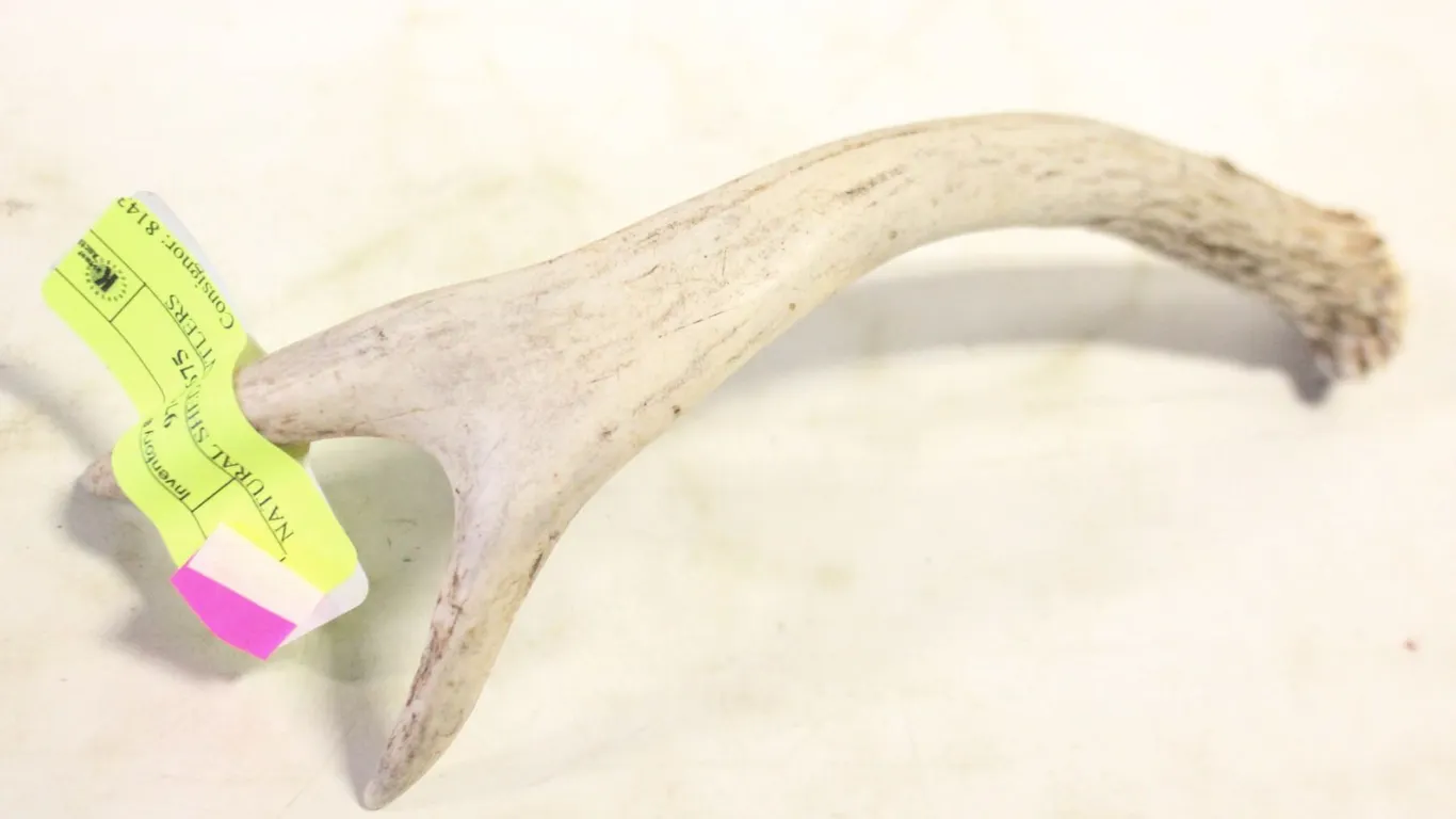 NATURAL SHED ANTLERS