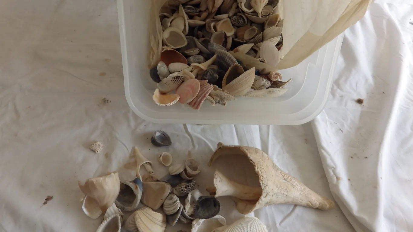 collection of seashells