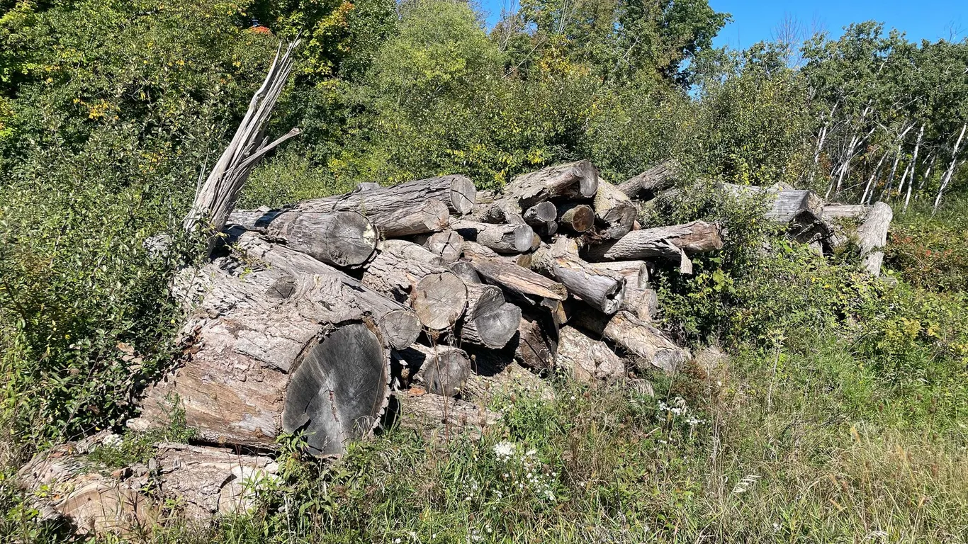 Mixed Hardwood (West Bend, WI)