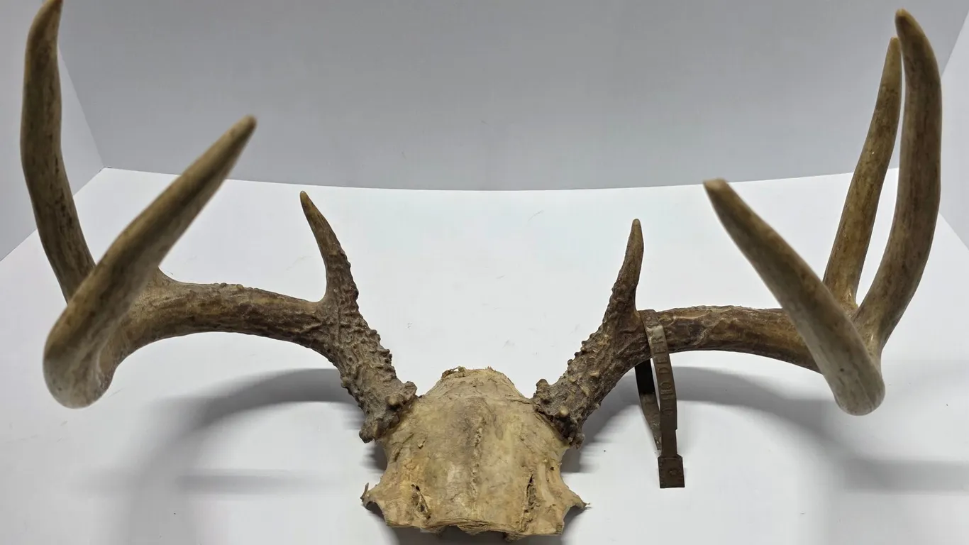Mounted Deer Antlers