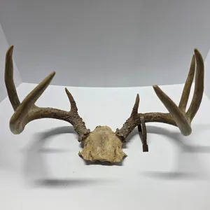 Mounted Deer Antlers