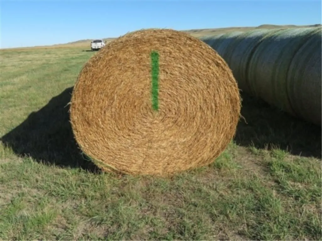 Alfalfa (Stack #1)