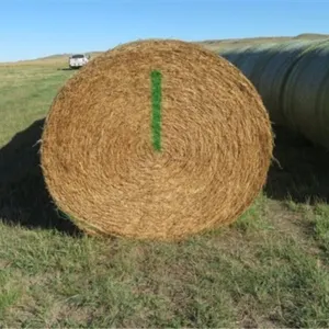 Alfalfa (Stack #1)
