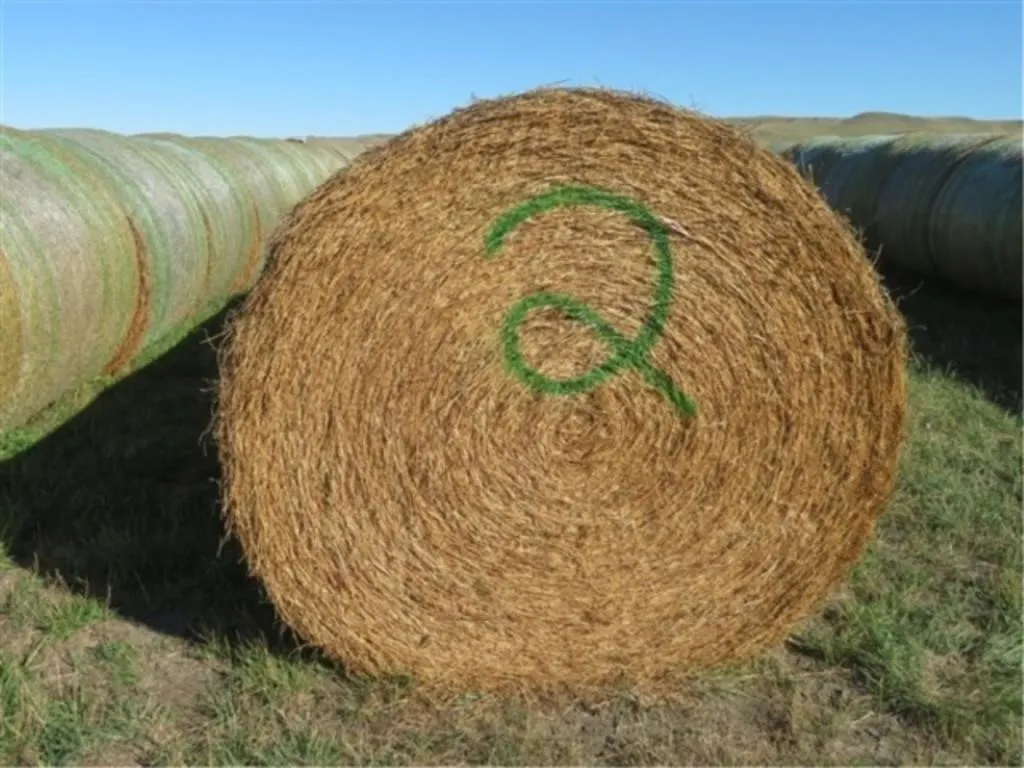 Alfalfa (Stack #2)
