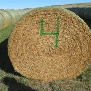 Alfalfa (Stack #4)