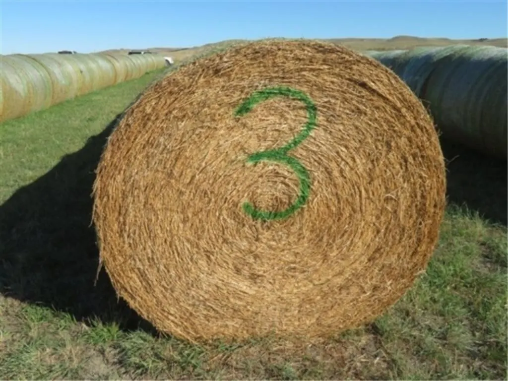 Alfalfa (Stack #3)