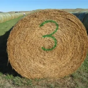 Alfalfa (Stack #3)
