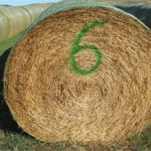 Alfalfa (Stack #6)