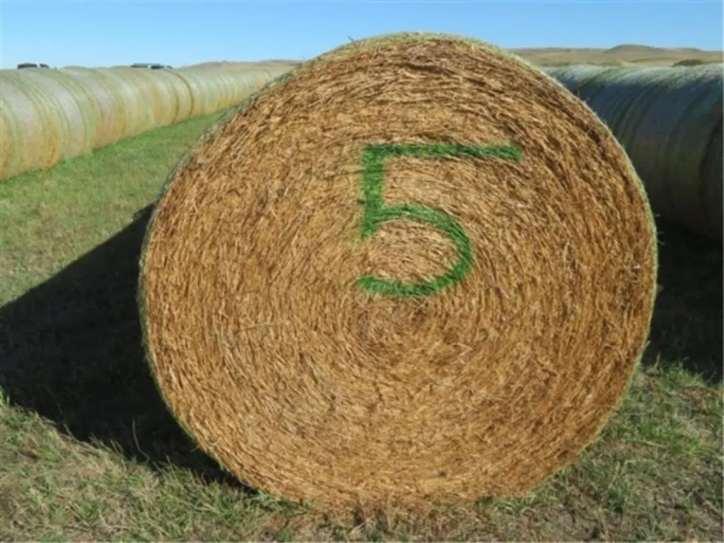 Alfalfa (Stack #5)
