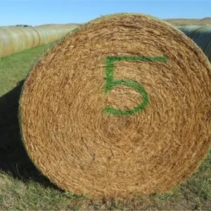 Alfalfa (Stack #5)