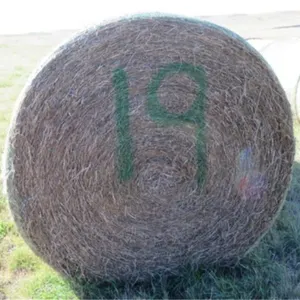 Alfalfa (Stack #19)