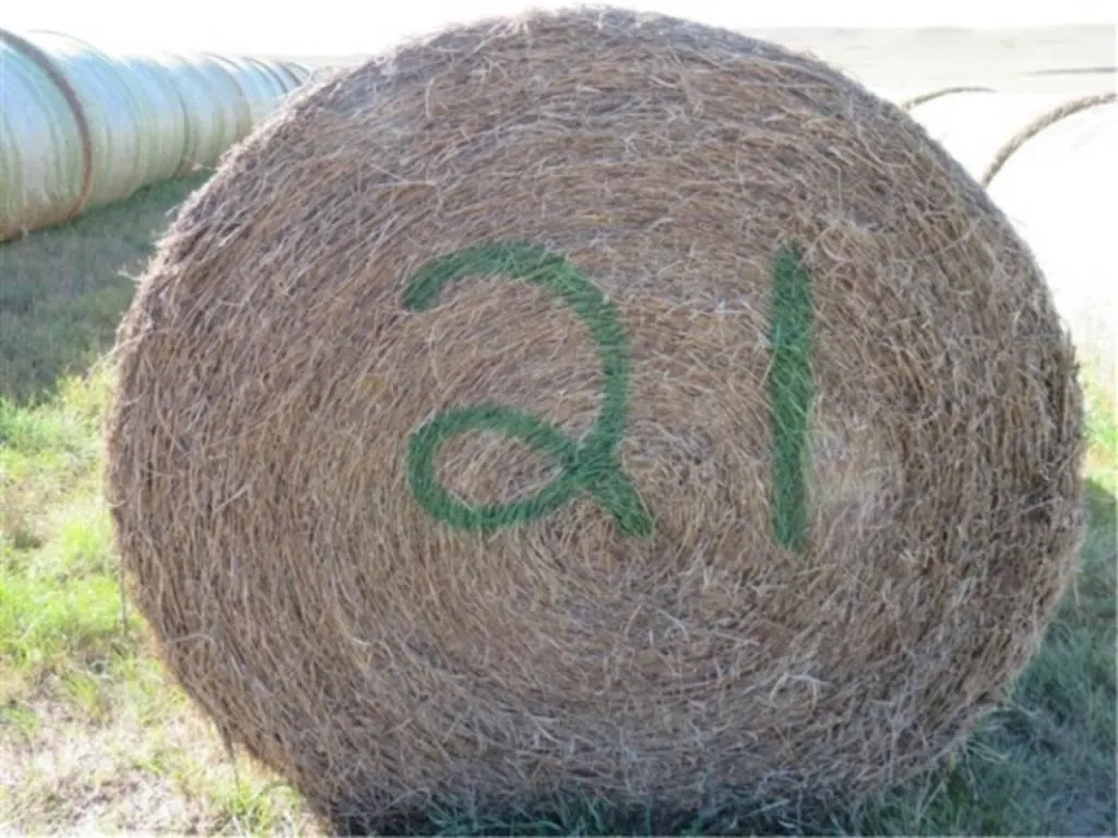Alfalfa (Stack #21)