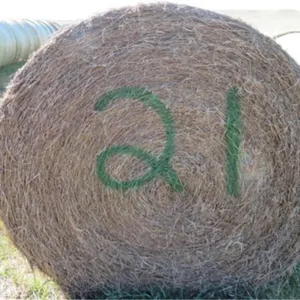 Alfalfa (Stack #21)