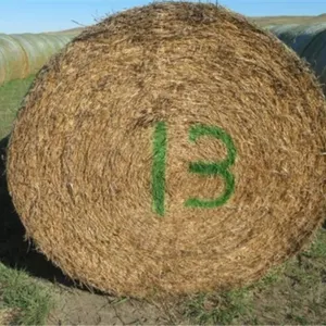 Alfalfa (Stack #13)