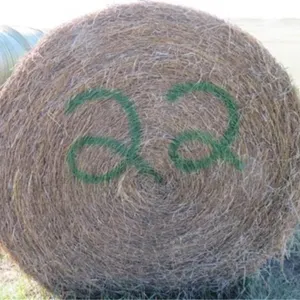 Alfalfa (Stack #22)