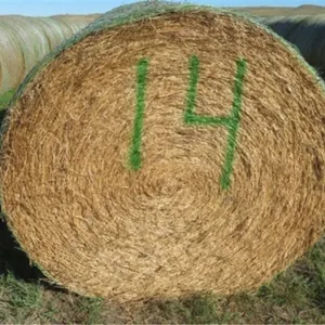 Alfalfa (Stack #14)