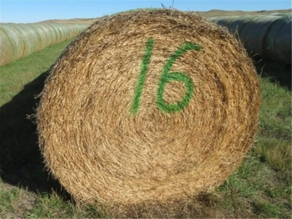 Alfalfa (Stack #16)