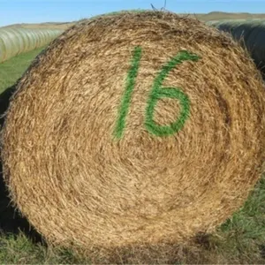 Alfalfa (Stack #16)