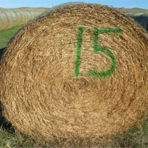 Alfalfa (Stack #15)