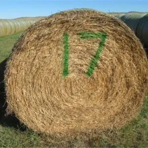 Alfalfa (Stack #17)