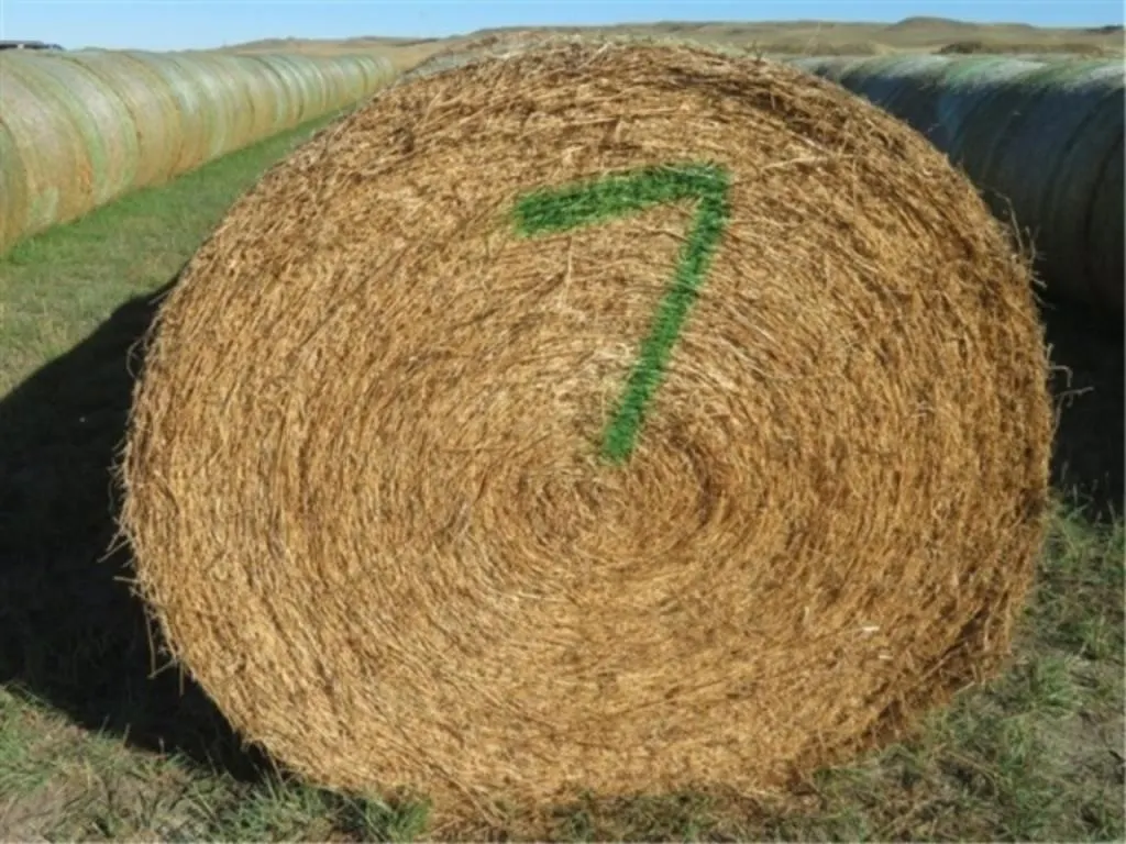 Alfalfa (Stack #7)