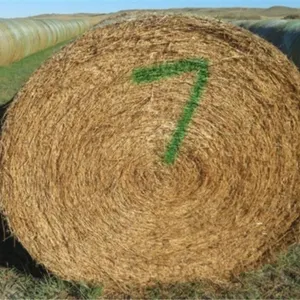 Alfalfa (Stack #7)
