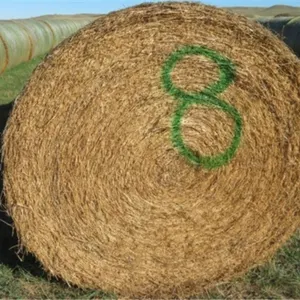 Alfalfa (Stack #8)