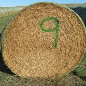 Alfalfa (Stack #9)