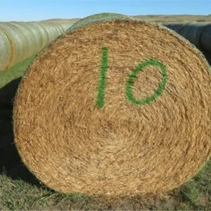 Alfalfa (Stack #10)