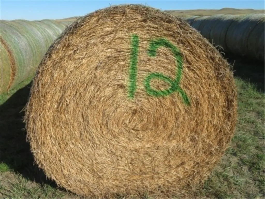 Alfalfa (Stack #12)