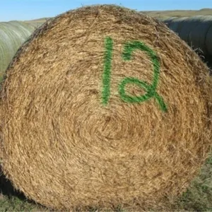 Alfalfa (Stack #12)