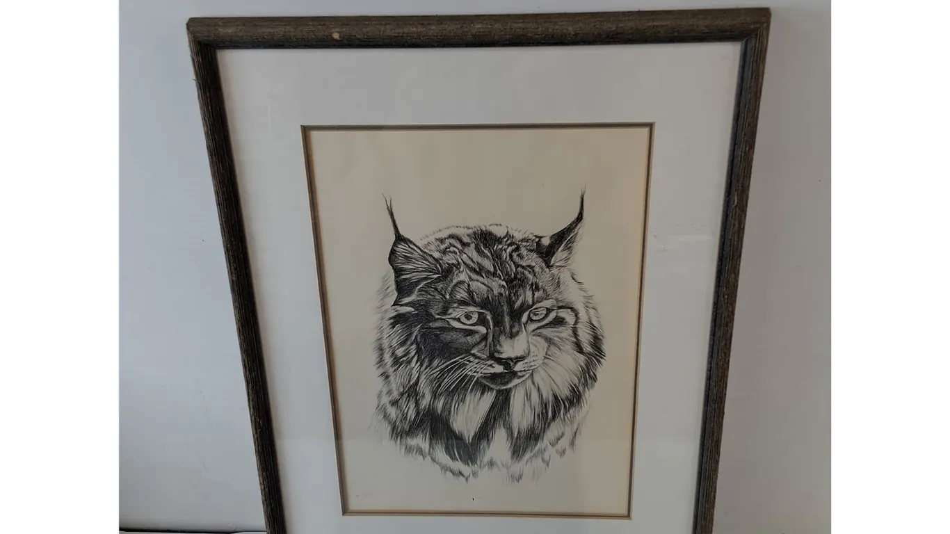 Canadian Lynx Drawing by Shirley Nygren, 1988, 14 3/4" x 22 1/4"