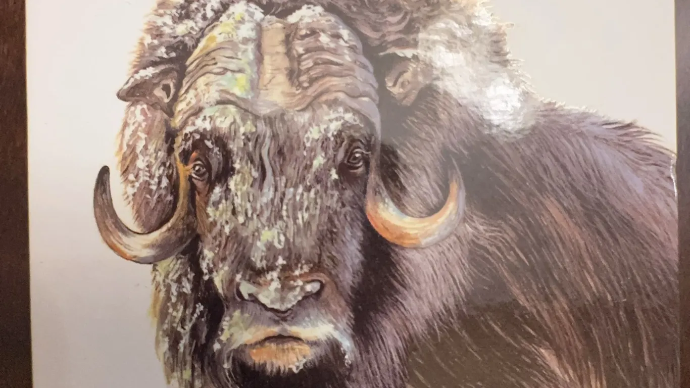 2015 Canada $100 Fine Silver Coin The Muskox Ancient Dweller of the High Arctic with COA