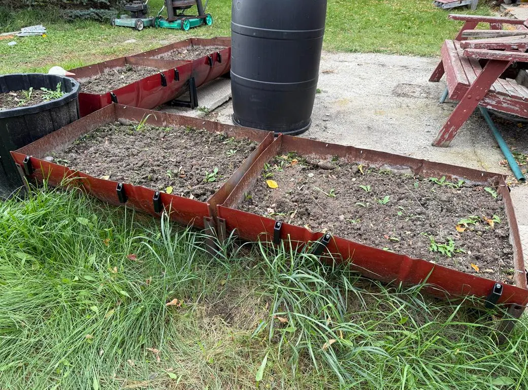 Cut Steel Barrel Garden Beds and Cream Can