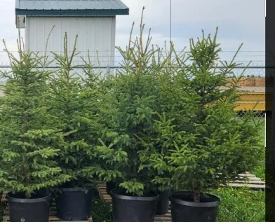 5 - Potted 5-6 ft Lodgepole Pine Trees ( 5x Bid Price ) *Unreserved*