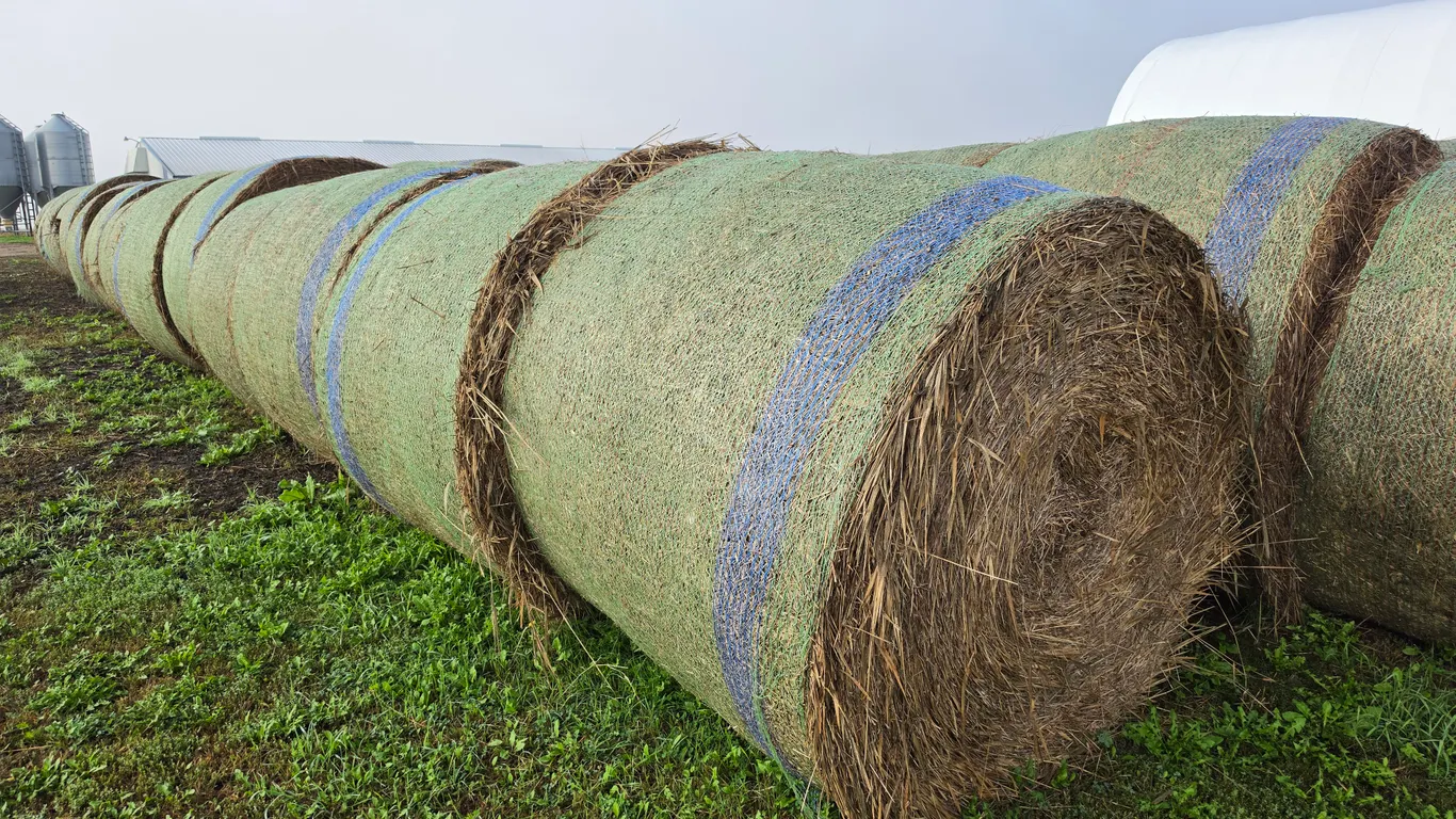(24) CRP Hay Baled in ’26, 5x6 Bales, Approx 1,400 – 1,500lbs, Net Wrapped, Put up Dry, Not Woody, N