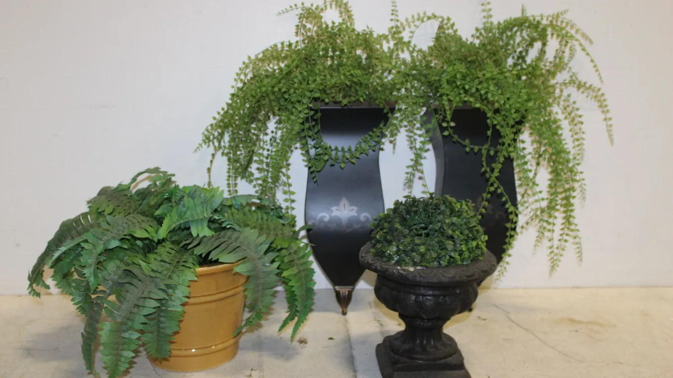 Ferns, Wall Pockets & Planters