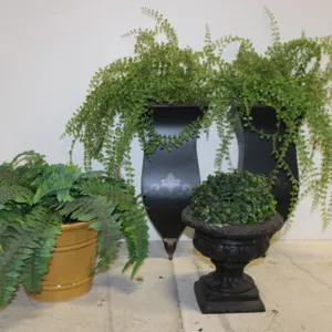 Ferns, Wall Pockets & Planters