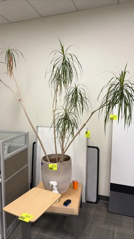 Potted indoor tree. Features a multi-stem Dracaena plant housed in a textured round planter pot. Table and background items not included.