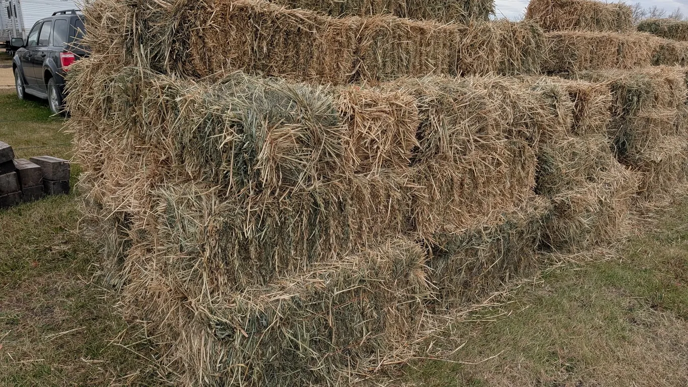 (50) 1st Cut Square Hay Bales 36" - 39" (Times the Money x 50) 40% Knowles Hybrid Bromegrass, 25% Blizzard Orchard grass, 20% Grindstad Timothy, 15% G