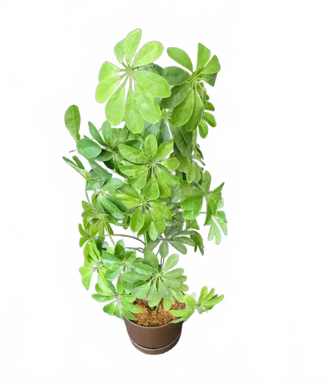 Artificial Schefflera Plant in Brown Pot