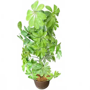 Artificial Schefflera Plant in Brown Pot