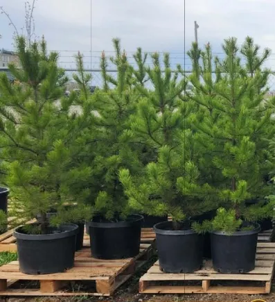 5 - Potted 5-6 ft White Spruce Trees ( 5x Bid Price ) *Unreserved*