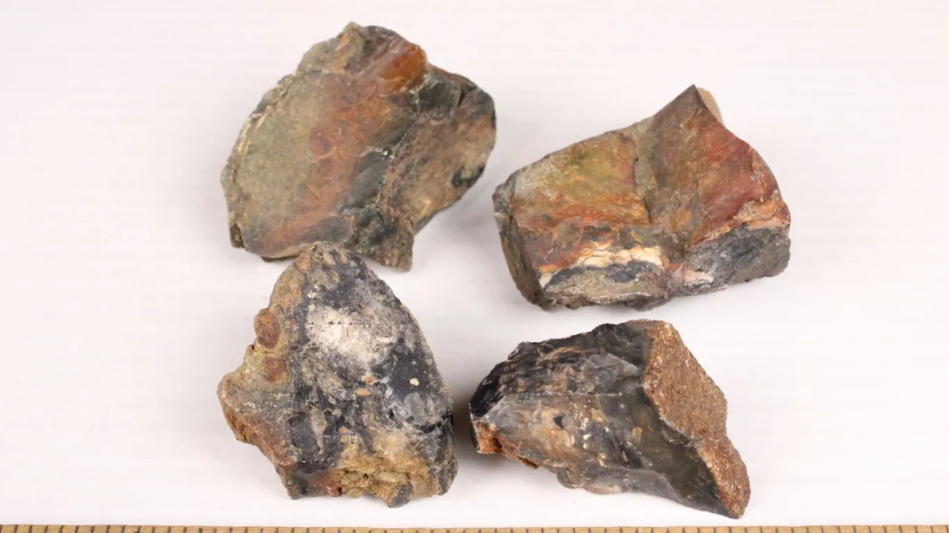 Petrified Wood, 1 lb 2 oz