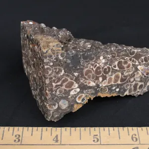 Turritella Agate, 11 oz