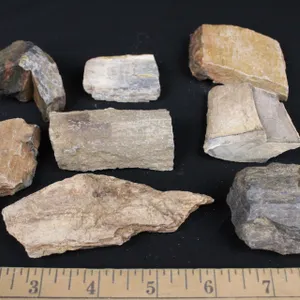Petrified Wood, 1 lb 1 oz