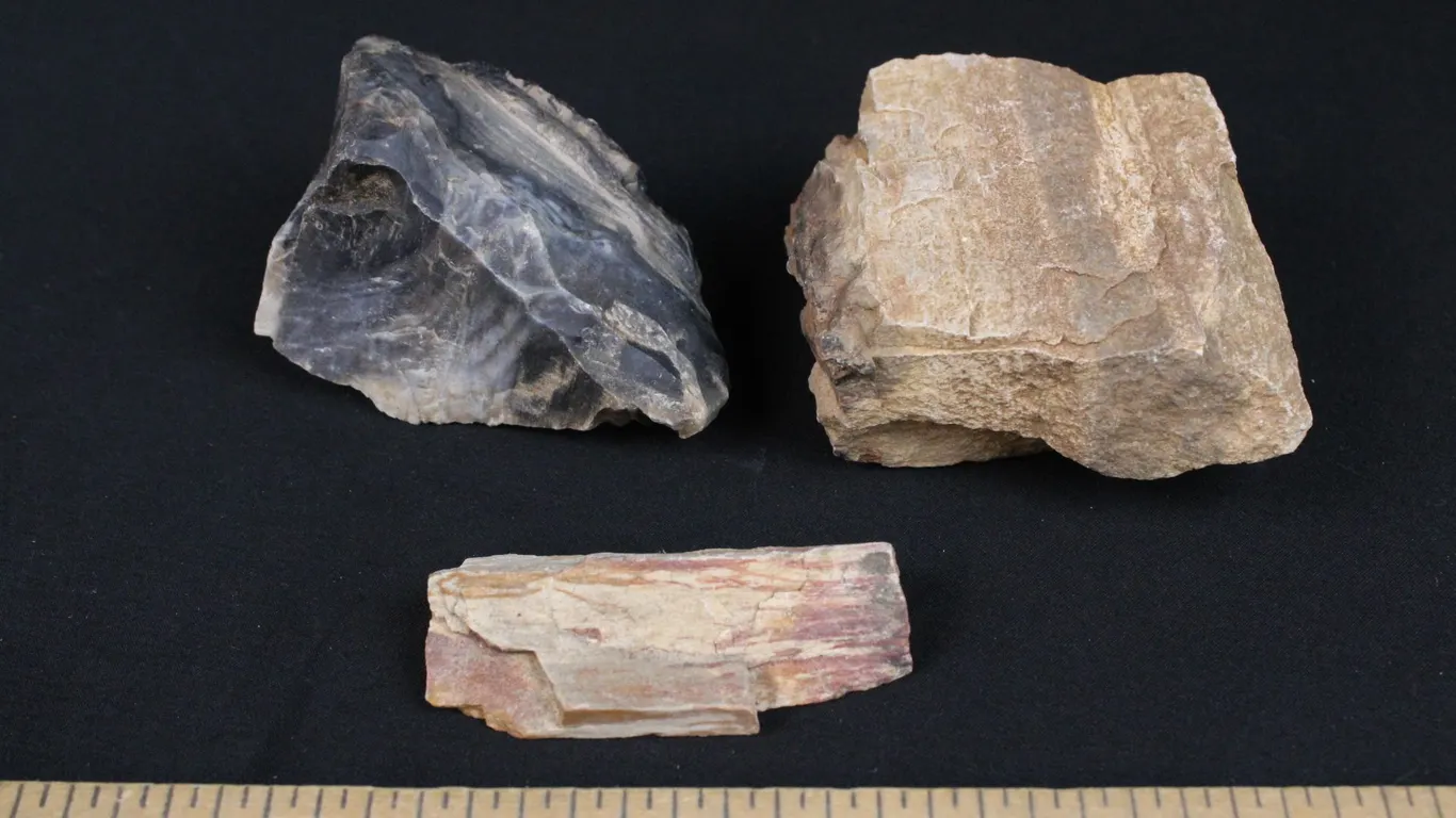 Petrified Wood, 1 lb 1 oz