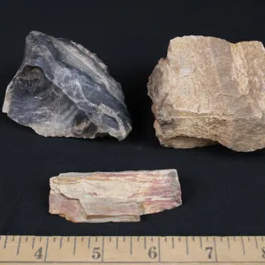 Petrified Wood, 1 lb 1 oz