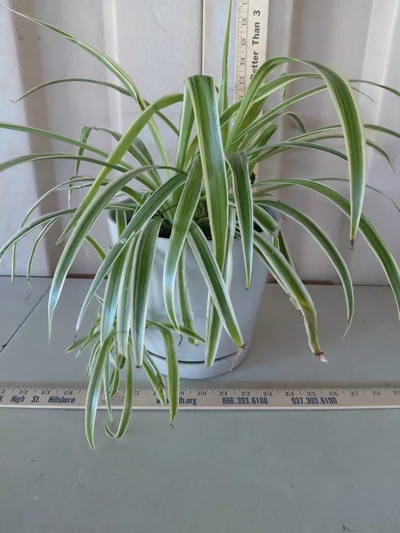 Spider Plant/Chlorophytum Comosum W/Pottery Planter *This Is A Real Plant May/Will Look Different At
