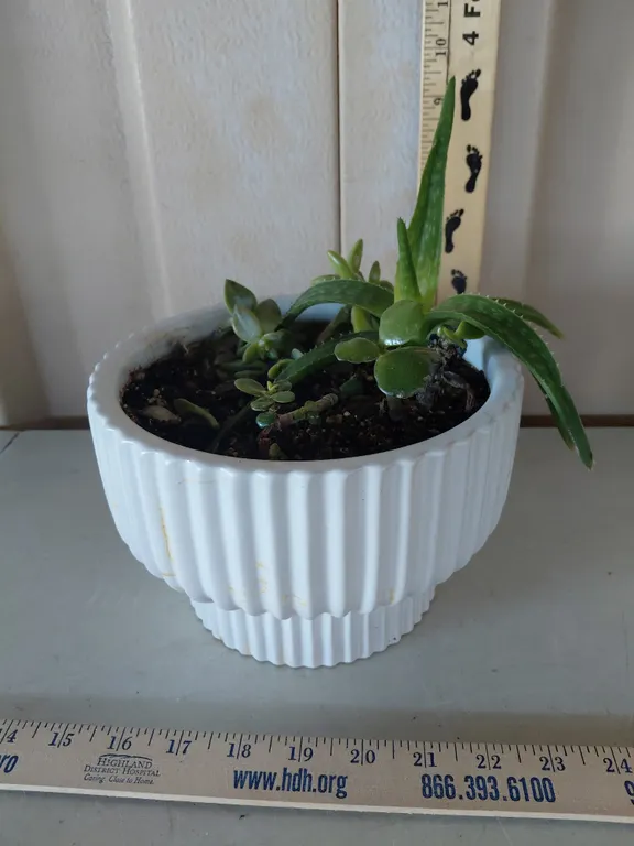 Potted Succulent Arrangement *This Is A Real Plant May/Will Look Different At Time Of Pickup*